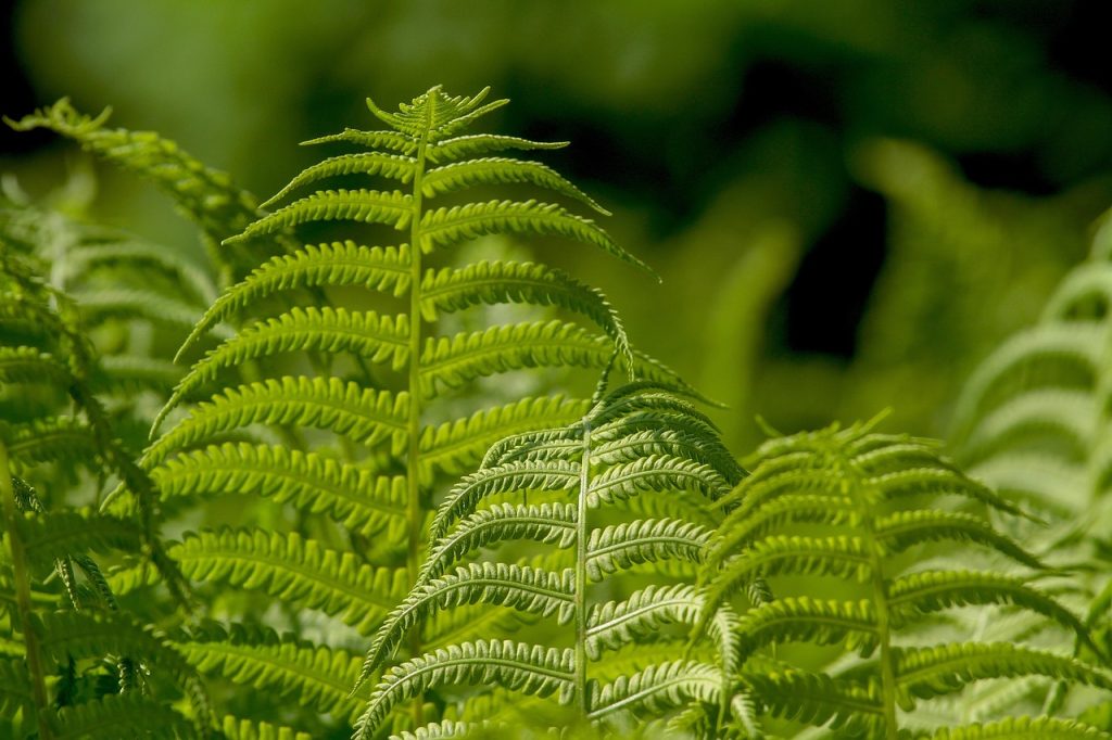 ferns, leaf, plant, nature, ornamental leaf plant, green, ferns, ferns, ferns, ferns, ferns, leaf, leaf, plant, plant, plant