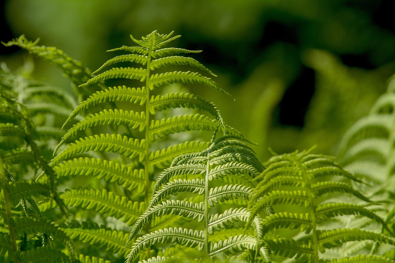 ferns, leaf, plant, nature, ornamental leaf plant, green, ferns, ferns, ferns, ferns, ferns, leaf, leaf, plant, plant, plant