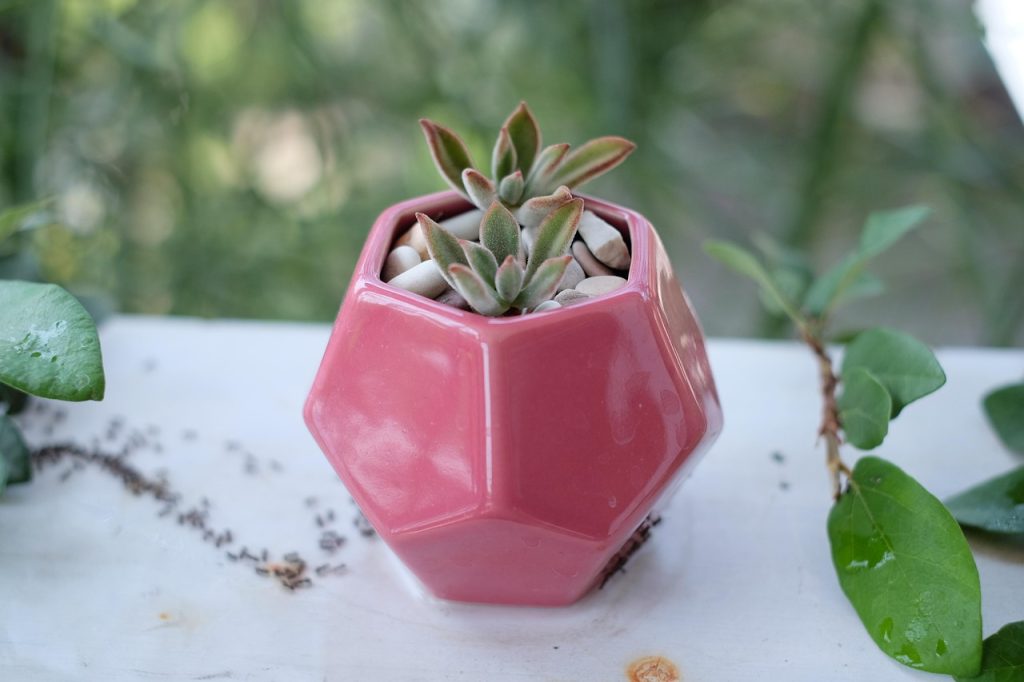 Stijlvolle vetplanten en succulenten in terracotta potten op een houten plank in een warm interieur